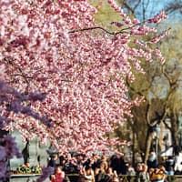 Cherry blossoms blooming in Kungsträdgården