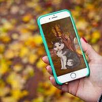 A hand holding a mobile phone. On the screen is an animated image of a cat.