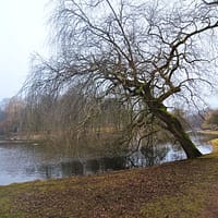 A photo of a bare weeping willow tree. There is a pond in the background. It is winter and there is mist in the air.
