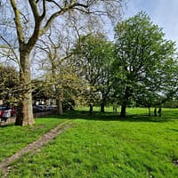 A photo of Primrose Hill park in spring, the leaves are light green and a path through the grass is visible.