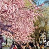 Cherry blossoms blooming in Kungsträdgården