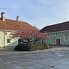 A photo of the courtyard at the St. Jörgen church in Bergen, Norway. The courtyard is surrounded by low, green wooden buildings. in the middle is a blossoming pink cherry tree.