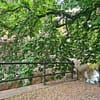 A photo of the Fyris river in Uppsala. Lowhanging branches of a chestnut tree almost touches the water.