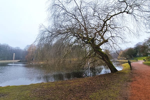 A photo of a bare weeping willow tree. There is a pond in the background. It is winter and there is mist in the air.