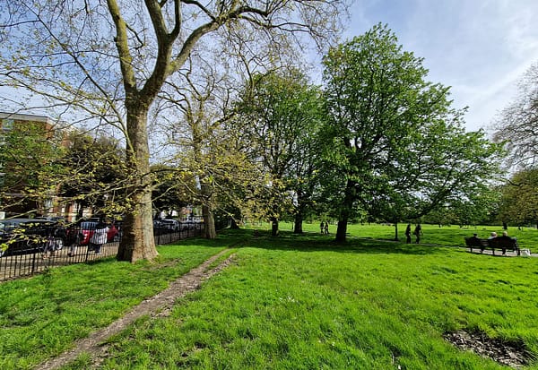 A photo of Primrose Hill park in spring, the leaves are light green and a path through the grass is visible.