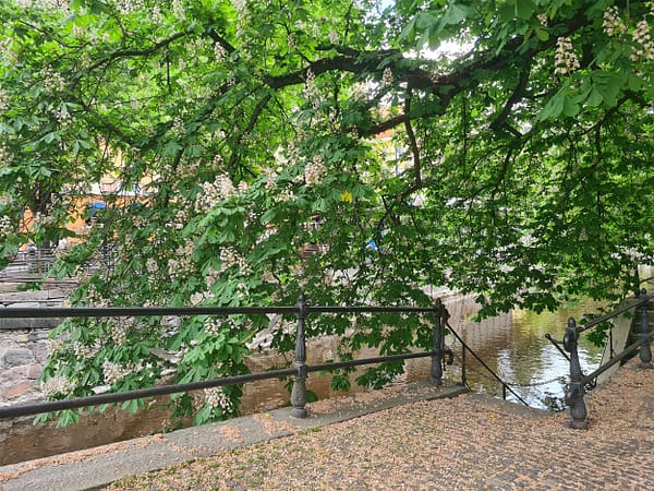 A photo of the Fyris river in Uppsala. Lowhanging branches of a chestnut tree almost touches the water.